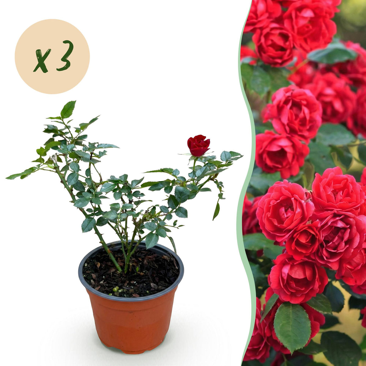Rosier couvre-sol Red Fairy - Rosier polyantha rouge - H 20-25 cm, pot Ø12 cm