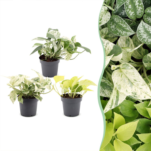 Pothos tricolore - Epipremnum - lot de 3