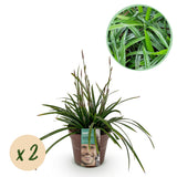 Carex Irish Green - H 50 cm, pot Ø17 cm