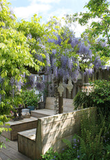 Glycines de Chine Caroline - Wisteria sinensis - 2 plants - H 65 cm, pot Ø15 cm