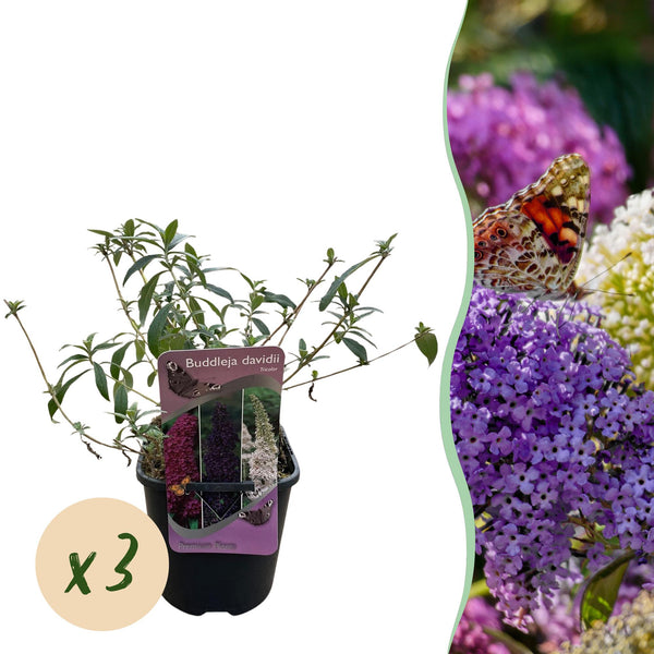 Arbre aux papillons Tricolour - Buddleja davidii - 3 plants