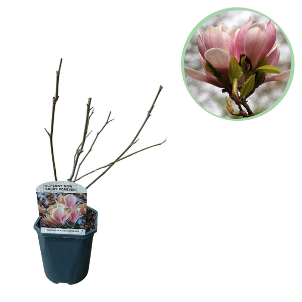 Magnolia de Soulange - fleurs rose pâle