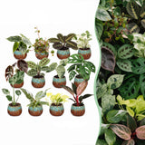 Baby plantes surprise avec cache-pots cuivre - lot de 3 à 12 mini plantes tropicales - pot Ø6 cm - photo 9