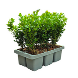 Buis NewGen Freedom en godet - 6 plants - H 15 cm, pot Ø7 cm