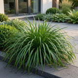 Laîche du Japon Evergreen - Carex oshimensis - H 15-25 cm, pot Ø11 cm - photo 6