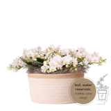 Orchidées Phalaenopsis blanches Botanic Nazare - bouquet de 3 en panier Cotton - pot Ø9 cm