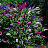 Arbre aux papillons Tricolour - Buddleja davidii - 3 plants - H 30 cm, pot Ø17 cm