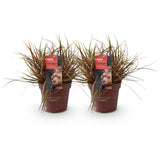 Uncinia Everflame - 2 plants - H 50 cm, pot Ø17 cm