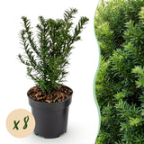 Kit haie If commun - H 20-30 cm, pot Ø9 cm