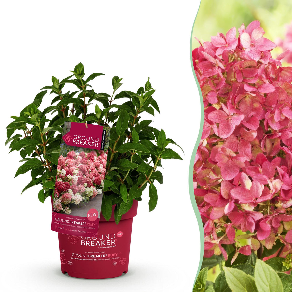 Hortensia paniculé Groundbreaker Ruby - H 20-25 cm, pot Ø14 cm - photo 15