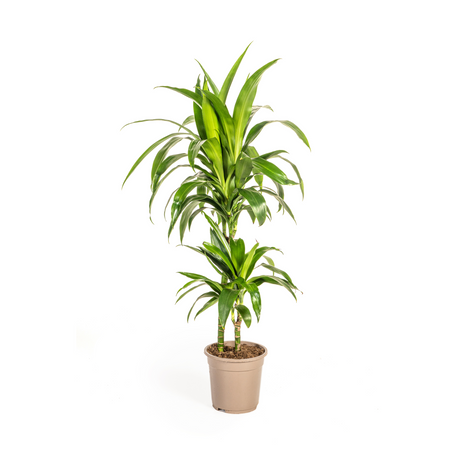 Dracaena Lisa