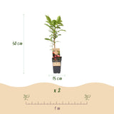 Kiwaï rouge Ken's Red femelle - Actinidia arguta x melanandra - H 50 cm, pot Ø15 cm