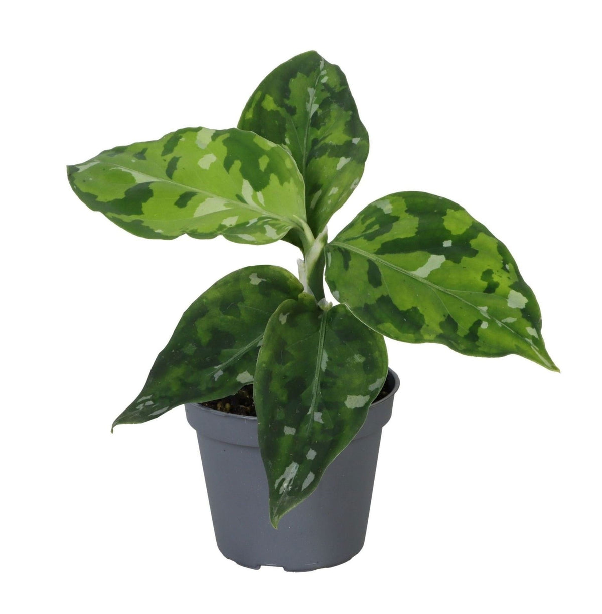 Mini Aglaonema pictum Tricolor - Aglaonema camouflage - H 10 cm, pot Ø6 cm