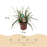 Carex Intense Green - H 50 cm, pot Ø17 cm - photo 3