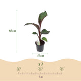Bananier d'Abyssinie rouge Maurelii - Ensete ventricosum - 4 plants - H 40 cm, pot Ø17 cm