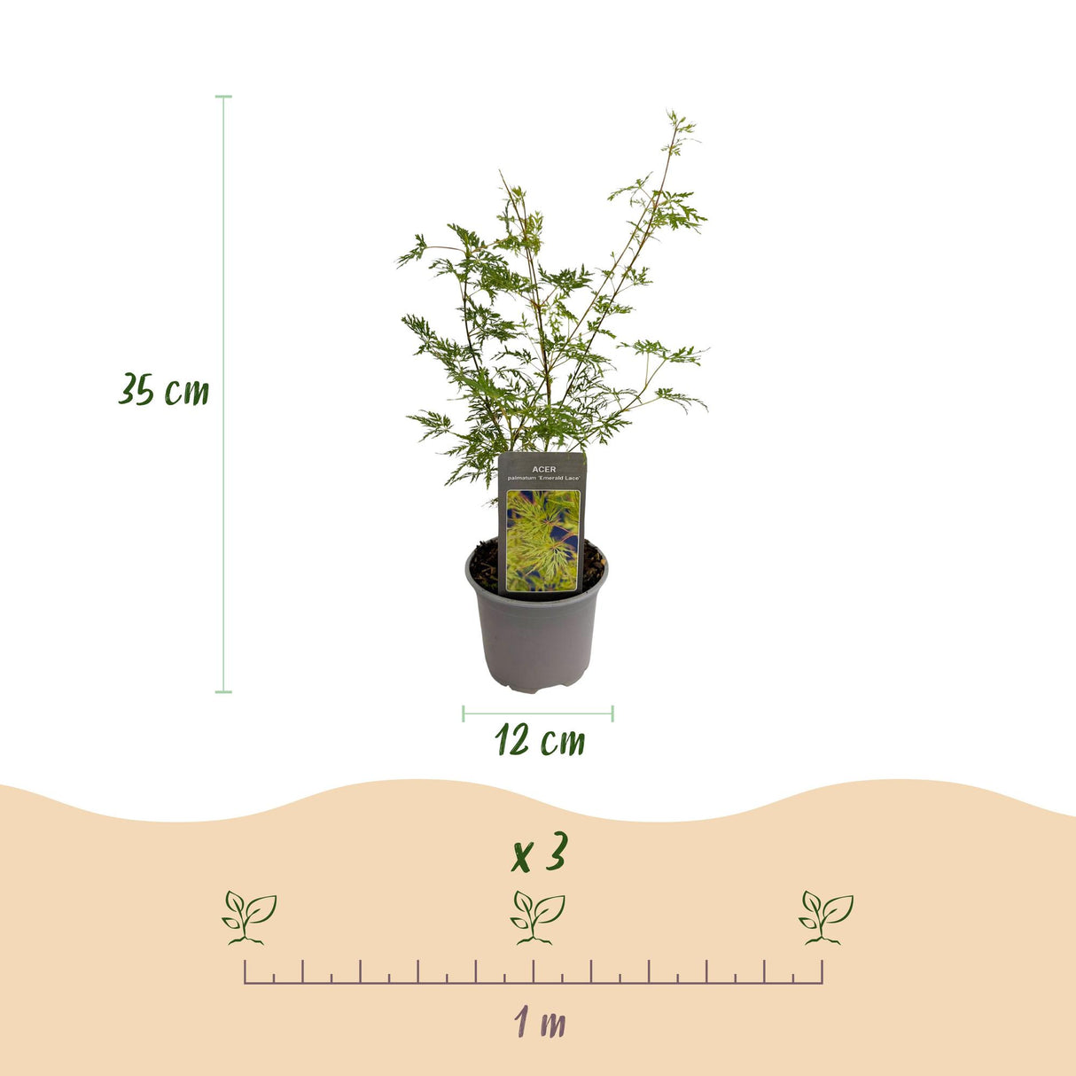 Acer palmatum Emerald Lace – Lot de 3 – Hauteur 35 cm