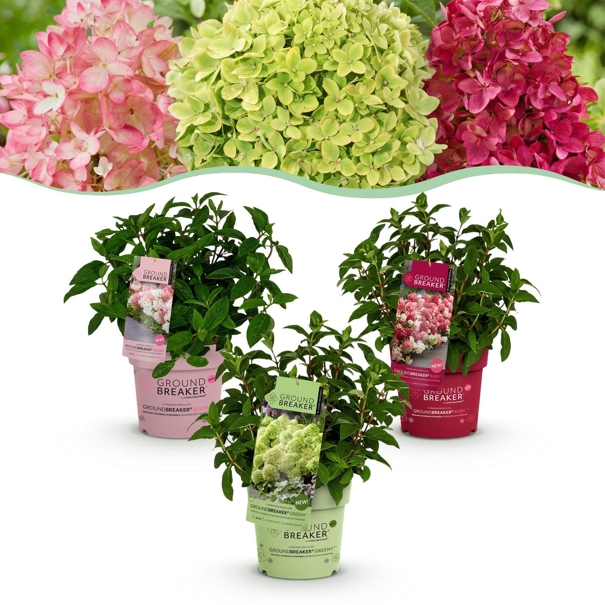 Hortensia paniculé Groundbreaker en mélange - H 20-25 cm, pot Ø14 cm