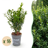 Kit haie Buis commun - H 20-25 cm, pot Ø9 cm