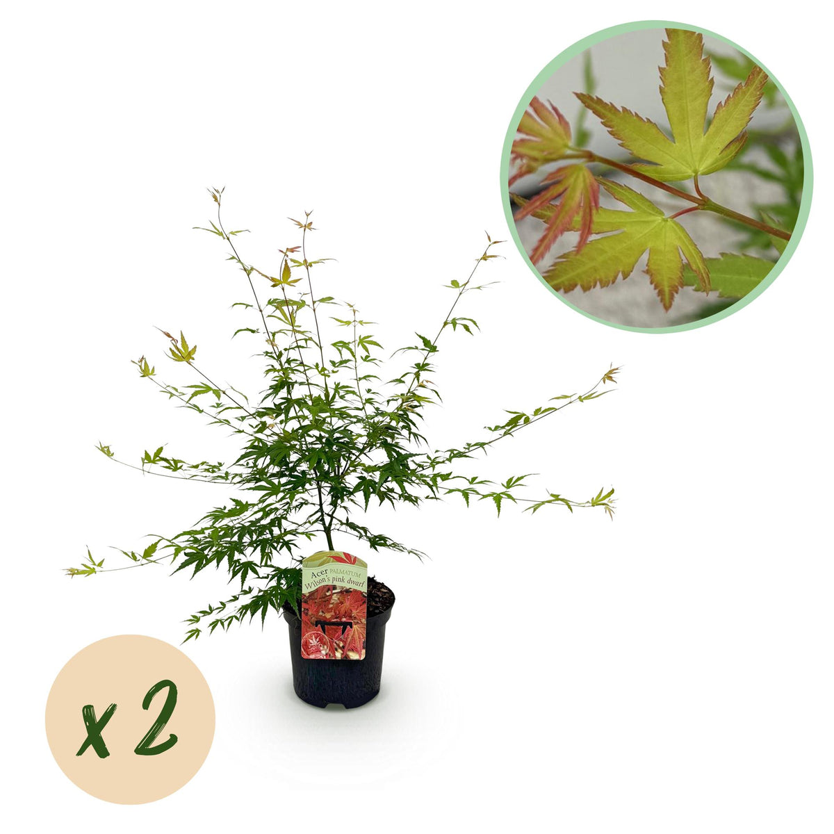 Érables du Japon Pink Dwarf - 2 plants - H 70 cm, pot Ø19 cm