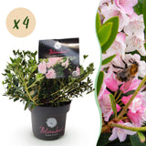 Rhododendron Bloombux rose clair - Rhododendron nain - H 30-40 cm, pot Ø17 cm