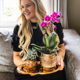 Orchidée Phalaenopsis blanche Mineral Amabilis et succulente - coffret Allure Shiny bronze - pot Ø9 cm