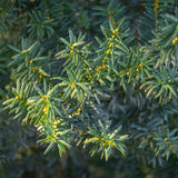 If Hillii pour haie - Taxus x media - 6 plants pour 1 m - H 60 cm, pot Ø17 cm