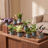 Baby plantes surprise avec cache-pots Linnea bleu brume - lot de 3, 6 ou 9 mini plantes tropicales - pot Ø6 cm - photo 3