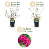 Arbre aux papillons Royal Red - Buddleja davidii - 3 plants - H 45 cm, pot Ø17 cm