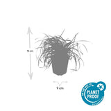 Laîche Evergold en godet - Carex oshimensis - H 10-25 cm, pot Ø9 cm - photo 2