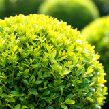 Buis BetterBuxus Skylight en boule - Ø25 cm, pot Ø23 cm