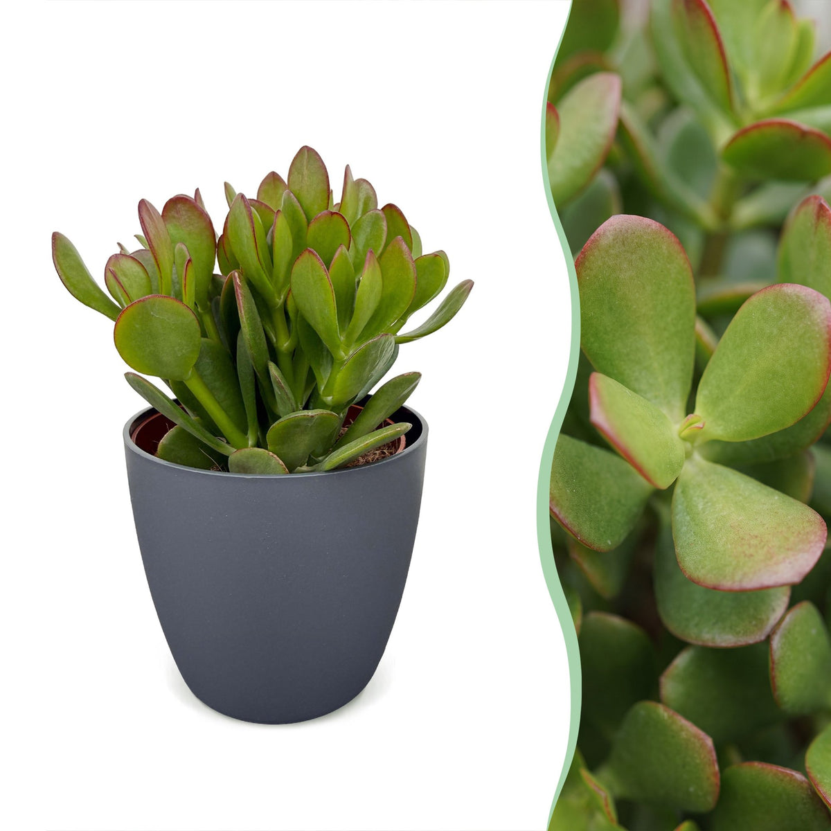 Crassula ovata avec cache-pot gris - Arbre de jade