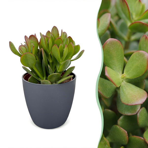 Crassula ovata avec cache-pot gris - Arbre de jade