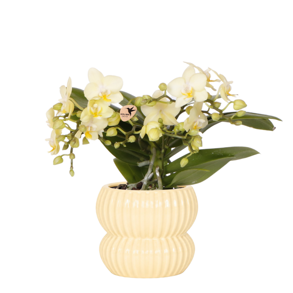 Orchidée Phalaenopsis jaune Botanic Yellow avec cache-pot Horizon jaune