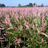 Saule crevette Flamingo - H 40-50 cm, pot Ø17 cm