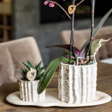 Orchidée Phalaenopsis blanche Mineral Gibraltar et succulente - coffret Oyster - pot Ø9 cm