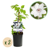 Clématite Miss Bateman - Clématite blanche à cœur pourpre - H 35 cm, pot Ø9 cm