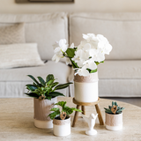 Orchidée blanche Mineral Amabilis et Calathea Freddie en cache-pots Bamboo