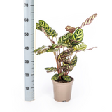 Calathea Makoyana