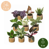 Baby plantes surprise avec cache-pots Linnea miel - lot de 3 à 12 mini plantes - pot Ø6 cm - photo 6