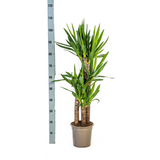 Yucca Elephantipes avec cache-pot