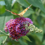 Arbre aux papillons Flower Power - Buddleja davidii - 3 plants - H 30 cm, pot Ø17 cm