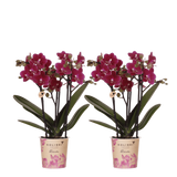 Orchidées Phalaenopsis violettes Blossom Chamonix - lot de 2 ou 4 - pot Ø9 cm
