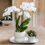 Orchidée Phalaenopsis blanche Blossom Zurich et succulente - coffret Horizon blanc