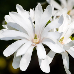 Magnolia stellata Royal Star – Pot 12 cm – Hauteur 30 cm