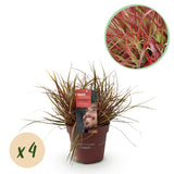 Uncinia Everflame - 4 plants - H 50 cm, pot Ø17 cm