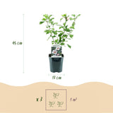 Althéa Hamabo - H 45 cm, pot Ø17 cm