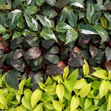 Baby Philodendron - Pink Princess, White Princess et Neon - lot de 3