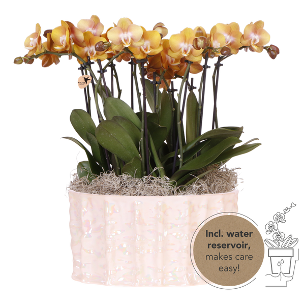 Orchidées Phalaenopsis orange Jewel Las Vegas - bouquet de 3 en coupe Oyster