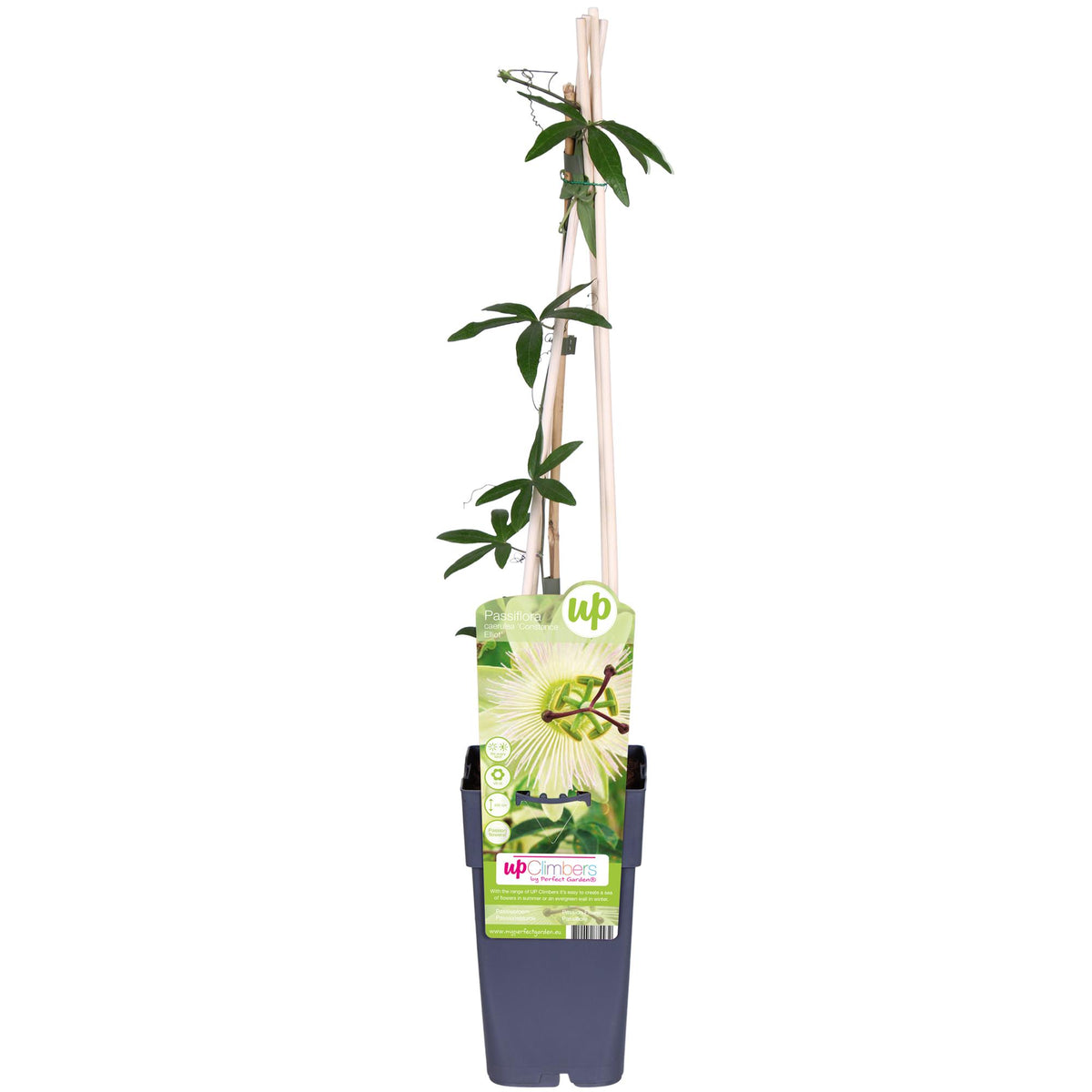 Passiflore blanche Constance Elliot - Passiflora caerulea - H 65 cm, pot Ø15 cm