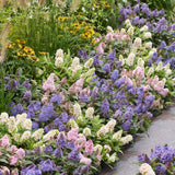 Buddleia nain Butterfly Candy en mélange - H 20-25 cm, pot Ø12 cm